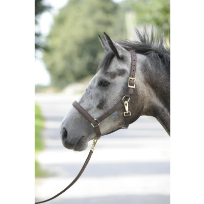 Imagen de Bucas Dumbbell Dublin Pony Marrón