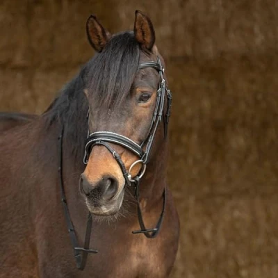 Imagen de Harry&#039;s Horse Bridle Sparkle Leather