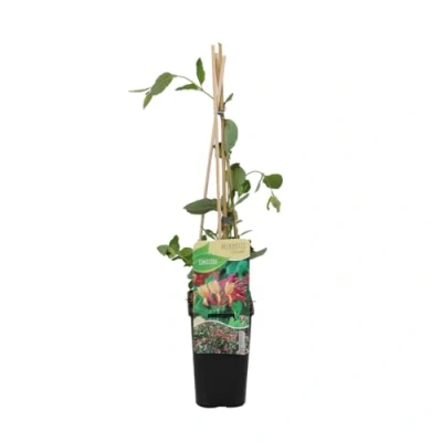 Imagen de Bloomique Lonicera Heckrottii Goldflame Madreselva Rojo, Amarillo Plantas trepadoras de jardín Resistentes Maceta 15cm 70 80cm alto