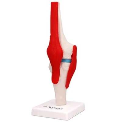 Imagen de modelo de articulación rodilla humana con ligamento rodilla, anatómico flexible tamaño real para enseñanza