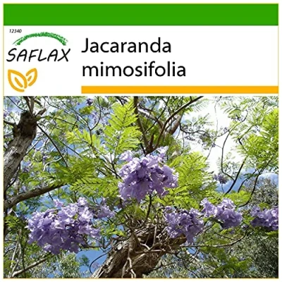 Imagen de SAFLAX Palisandro 50 semillas Con sustrato estéril para cultivo Jacaranda mimosifolia