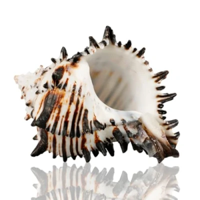 Imagen de PBDEIOEOE Conchas de mar Grandes Naturales, Caracolas Marinas Gigantes 7 a 12 cm, Raras, perfectas for Bodas y Decoraciones del hogar(11 12cm)