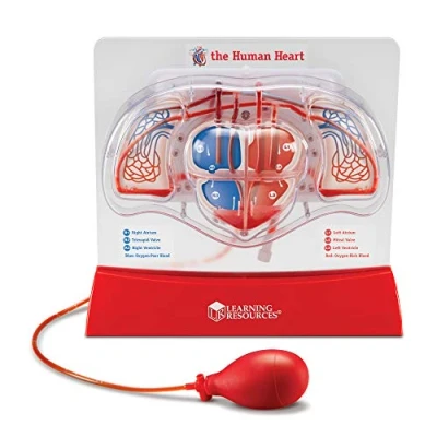 Imagen de Learning Resources Modelo del corazón bombeante