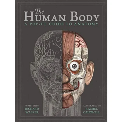 Imagen de The human body a pop up guide to anatomy