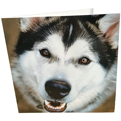 Imagen de Husky Square Tarjeta de felicitación cumpleaños