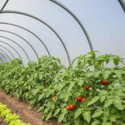 Imagen de Lona para Invernadero 6x4 m TECPLAST 200SE Transparente Impermeable Jardín Máximo rendimiento Hecha en Francia