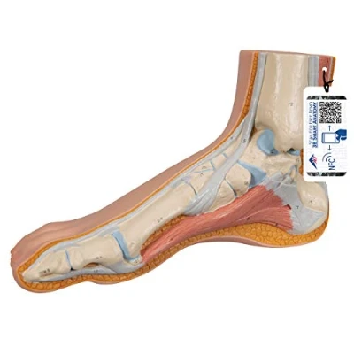 Imagen de 3B Scientific M30 Modelo Anatómico Humano de Pie Normal + App anatomía gratuita Smart Anatomy