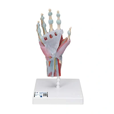 Imagen de 3B Scientific M33/1 Modelo Anatómico Humano del Esqueleto de la Mano Con Ligamentos y Músculos + App anatomía gratuita Smart Anatomy