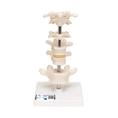 Imagen de 3B Scientific A75 Modelo de anatomía humana Vértebras Articuladas + App gratuita Smart Anatomy