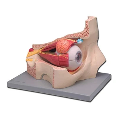 Imagen de Gima 40033 Modelo Ojo, 11 piezas, paquete de 1 unidad