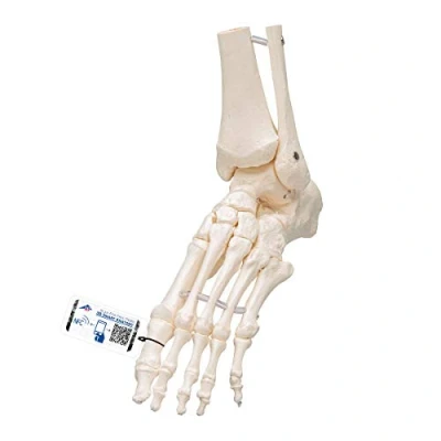 Imagen de 3B Scientific A31/1 Modelo Anatómico Humano Esqueleto del Pie y Tobillo con Partes de Tibia Fíbula Articulado + App anatomía gratuita Smart Anatomy
