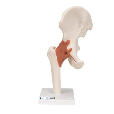 Imagen de 3B Scientific A81 Modelo de anatomía humana Articulación la Cadera, Funcional + App gratuita Smart Anatomy