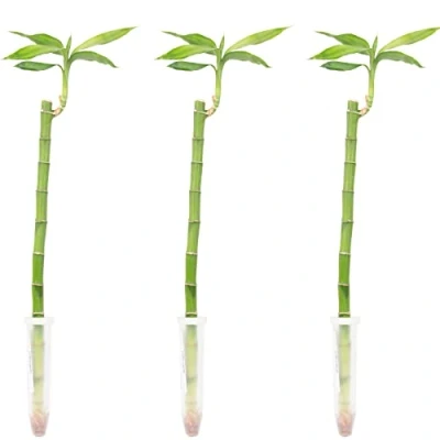 Imagen de Juego de 3 bambú la suerte recta, altura aprox. 50 cm, cacerola 5 cm Lucky Bamboo