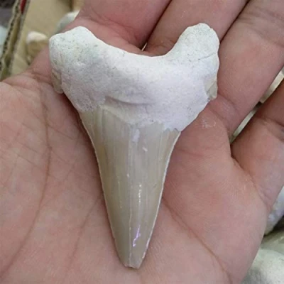 Imagen de KOKYLEZN 1 Uds. Dientes de Megalodon enormes y Hermosos