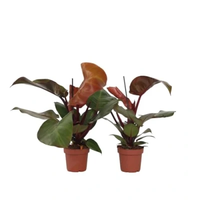 Imagen de Plant in a Box Philodendron Sun Light Set de 2 Planta interior tropical Hermosas hojas rojas Maceta 12cm Altura 20 30cm