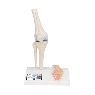 Imagen de 3B Scientific A85/1 Modelo Anatómico Humano Mini Articulación de la Rodilla Con Corte Transversal + App anatomía gratuita Smart Anatomy