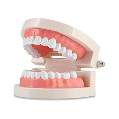 Imagen de WANGCL modelo de demostración dental dientes, dental, anatómico dientes para enseñanza o cuidado bucal