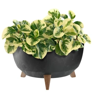Imagen de KADAX maceta de plástico con tres soportes, cuenco redondo para flores, macetero, balcón, salón (negro, 39,5 cm)