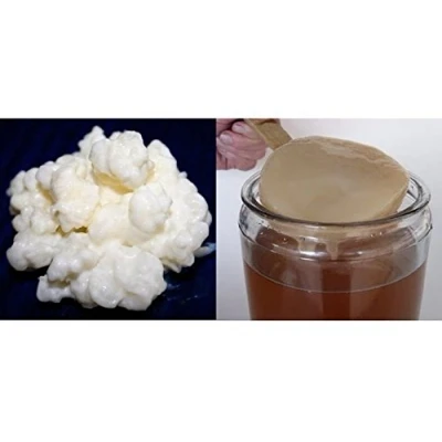 Imagen de Pack 40g de Hongo Kéfir Leche + Disco SCOBY Kombucha Frescos Instrucciones Recetas Ayuda y Asesoramiento en español KEFIRALIA®