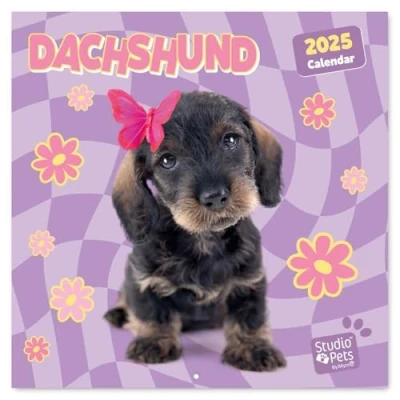 Imagen de Calendario 2025 pared Studio Pets Dachshund pared, Planificador mensual: Con espacio para anotar e Ilustraciones (30x30 cm)