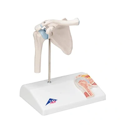 Imagen de 3B Scientific A86/1 Modelo Anatómico Humano Mini Articulación del Hombro con Corte Transversal + App de anatomía gratuita Smart Anatomy
