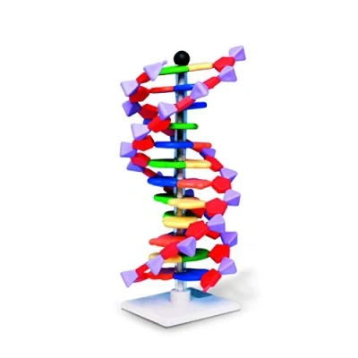 Imagen de MolymodModelo de doble hélice ADN, 12 segmentos, kit miniDNA