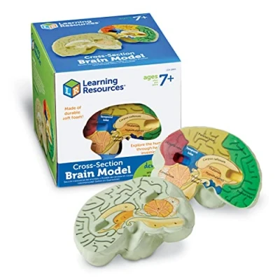 Imagen de Learning Resources Modelo del encéfalo de Espuma Blanda con sección Transversal