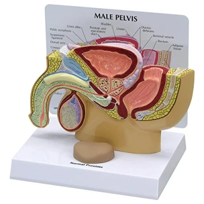 Imagen de GPI Anatomicals Pelvis masculina con próstata