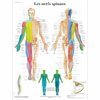 Imagen de 3B Scientific Tabla anatómica