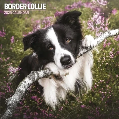 Imagen de Border Collie Calendario tradicional 2025