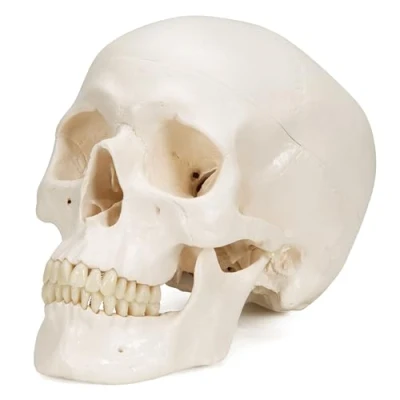 Imagen de 3B Scientific A20 Modelo Anatómico humano clásico de cráneo con conexiones magnéticas, 3 partes + App anatomía gratuita Smart Anatomy