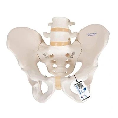 Imagen de 3B Scientific A60 Modelo Anatómico Humano Esqueleto de la Pelvis, Masculino + App anatomía gratuita Smart Anatomy