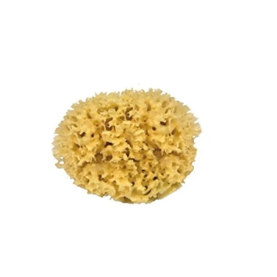 Imagen de Croll &amp; Denecke M080 Naturschwamm aus Dem mittelmeer, Mediumqualität, Größe 8 cm, Esponja Natural, Naturaleza, 1 stück (1er Pack)
