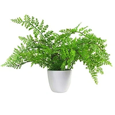 Imagen de Leaf Mini Hoja de 30 cm Artificial en Maceta, Helecho Real