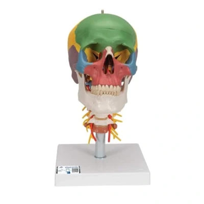 Imagen de 3B Scientific A20/2 Cráneo Clásico Didáctico con Columna Cervical, 4 Piezas + App de anatomía gratuita Smart Anatomy