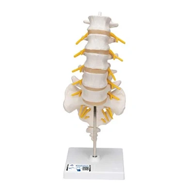 Imagen de 3B Scientific A74 Modelo Anatómico Humano Columna Vertebral Lumbar + App de anatomía gratuita Smart Anatomy