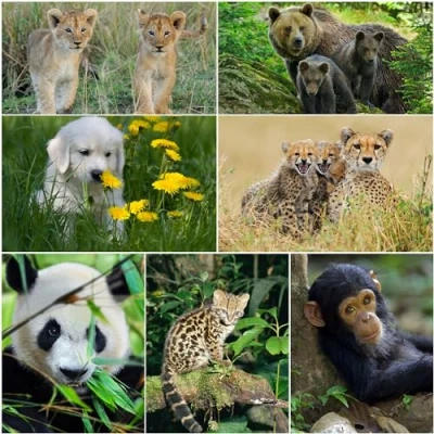 Imagen de Set de 7 postales lenticulares con efecto 3D crías animales (oso panda, mono, chimpancé, gato montés, león, guepardo, perro, golden retriever) Edition Colibri