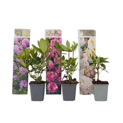 Imagen de Plant in a Box Hardy Rhododendron Mix 3 Rododendros Maceta 9cm Altura 25 40cm