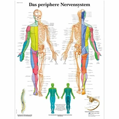 Imagen de 3B Scientific Póster explicativo sobre el sistema nervioso periférico (en alemán Das periphere Nervensystem)