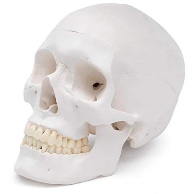 Imagen de Cranstein A 240 cráneo anatómico Estudios y formación médica modelo de anatomía del calavera