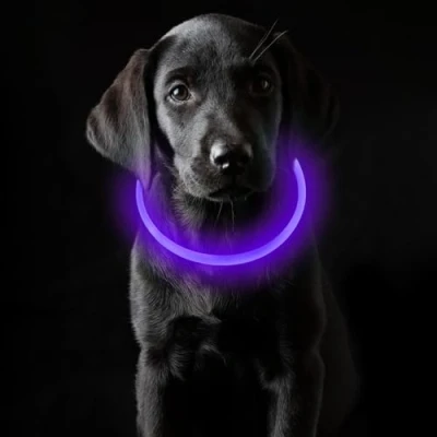 Imagen de Coolzon Collar Luminoso Perro Recargable, Luz Impermeable con 3 Modos de Luz, Longitud Ajustable Collares LED para Perros Gatos Pequeño Mediano Grande, Morado