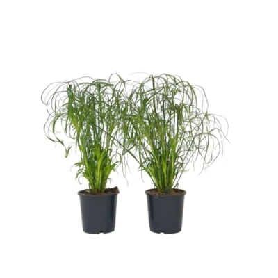 Imagen de Plant in a Box Set de 2 Cyperus alternifolius plantas paraguas especie hierba Maceta 14cm Altura 40 50cm interior