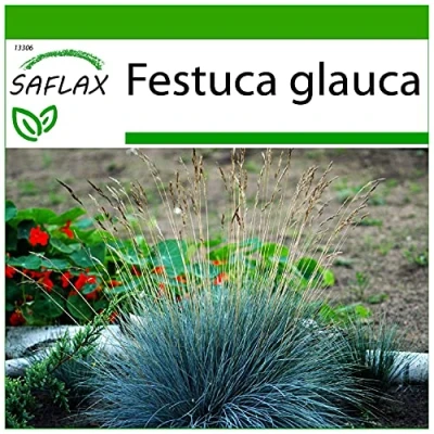Imagen de SAFLAX Festuca azul 50 semillas Con sustrato estéril para cultivo glauca