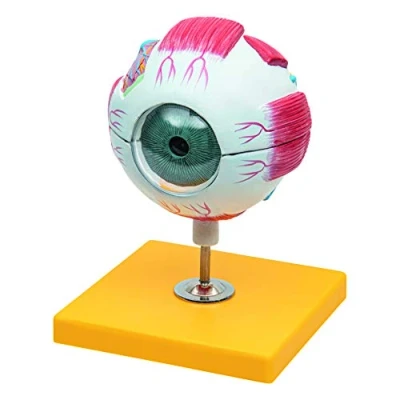 Imagen de Elementary Anatomy Modelo Anatómico Humano del Ojo de 6 Partes con Base Versión Económica para Enseñanza Escolar (Budget Model)