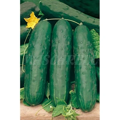Imagen de Mascarell Semillas, PEPINO, Semillas Huerto, PEPINO HORTELANO, Crea tu Propio Huerto Urbano y Cultivo en Casa, Plantas Hortícolas, 5 Gramos