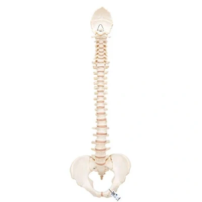 Imagen de 3B Scientific A794 Modelo de anatomía humana Bonelike Columna Vertebral + App gratuita Smart Anatomy