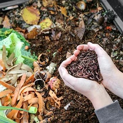 Imagen de WormBox Lombrices 2kg (4,000 uds. Aprox.) Lombriz de Tierra vivas Eisenia, Introducir/Agregar Gusanos en su jardín o huerto, reproducción Muy rápida