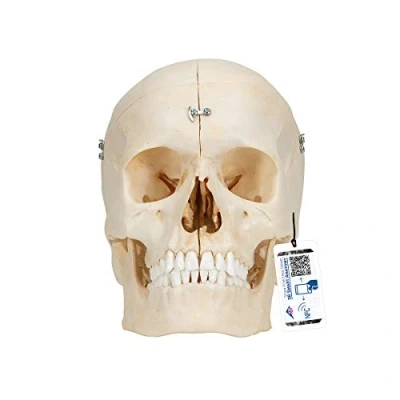 Imagen de 3B Scientific A281 Modelo de anatomía humana Bonelike Cráneo Óseo, 6 Partes + App gratuita Smart Anatomy