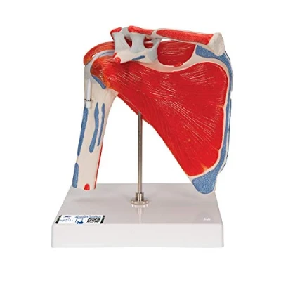 Imagen de 3B Scientific A880 Modelo Anatómico Humano de Articulación del Hombro Con Manguito Rotador, 4 Músculos Desmontables, 5 Partes + App anatomía gratuita Smart Anatomy