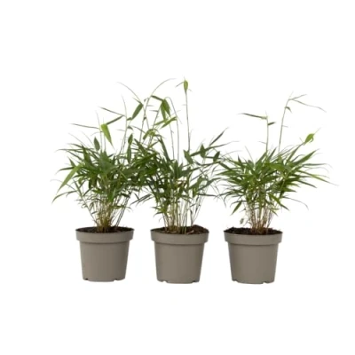 Imagen de Plant in a Box Fargesia scabrida Asian Wonder Bambú Set de 3 Maceta 13cm Altura 25 40cm